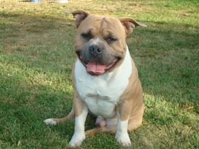 Stud Dog